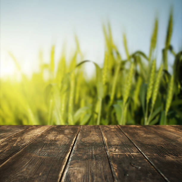 istock Wooden floor and defocused wheat on background 477628264