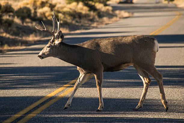 istock Deer crossing the road 477629635