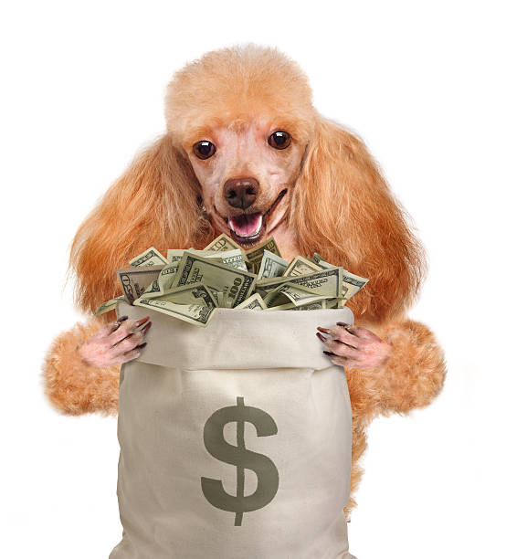istock Money dog holding. 477629645