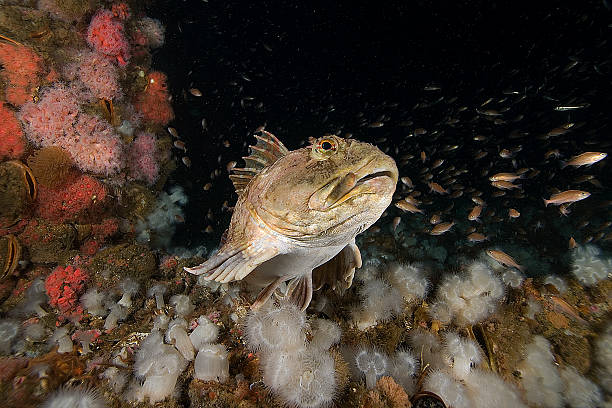 Rockfish on California Oil Rig Oil Rig sea life sebastinae photos stock pictures, royalty-free photos & images