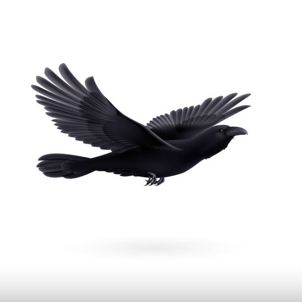 illustrazioni stock, clip art, cartoni animati e icone di tendenza di nero corvino - bird flying inside of crow