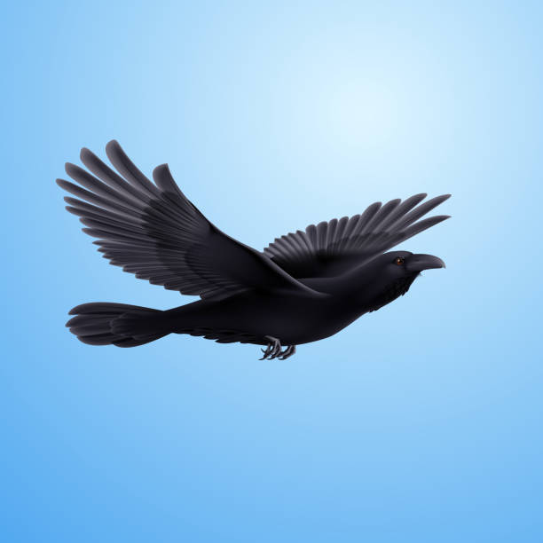 illustrazioni stock, clip art, cartoni animati e icone di tendenza di nero corvino - bird flying inside of crow