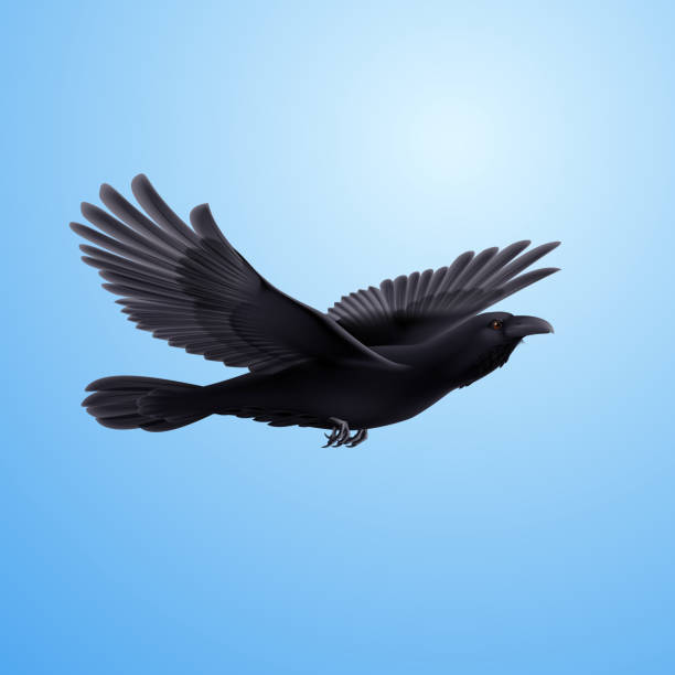 черный ворон - bird flying inside of crow stock illustrations