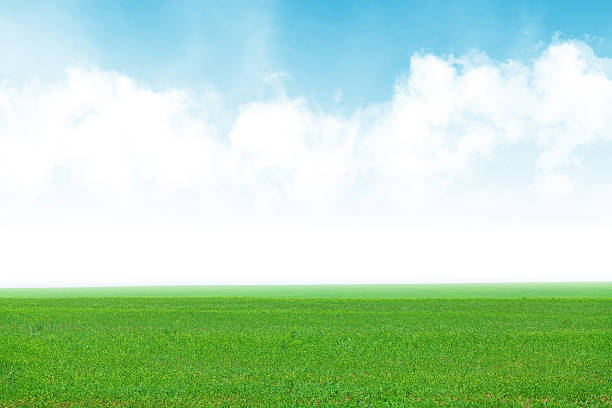 istock Green grass field and blue sky 477633928