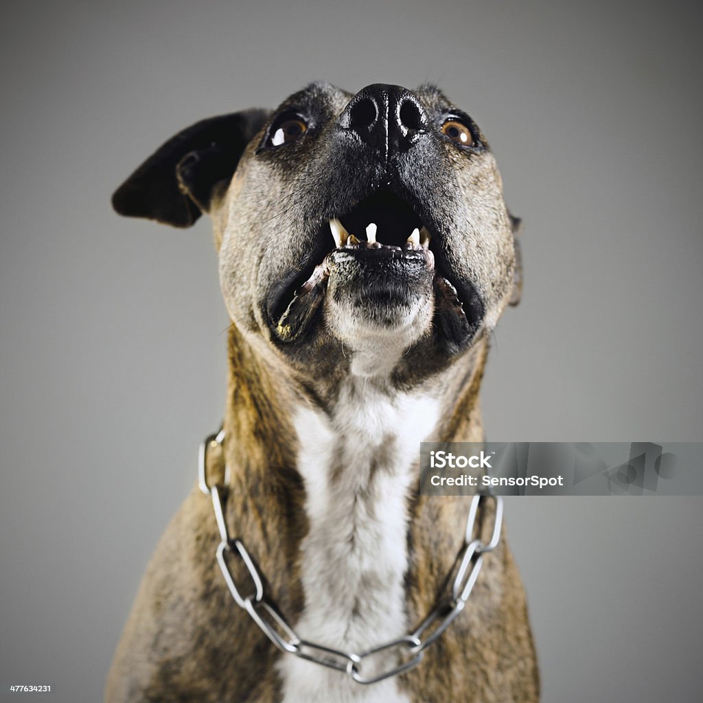 Aggressive dog Terrific pit bull ready to atack!! Dog Stock Photo