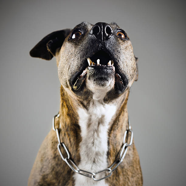 Aggressive dog Terrific pit bull ready to atack!! nasty dog stock pictures, royalty-free photos & images