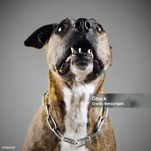 Aggressive Dog Stock Photo - Download Image Now - Dog, Aggression, Barking Animal