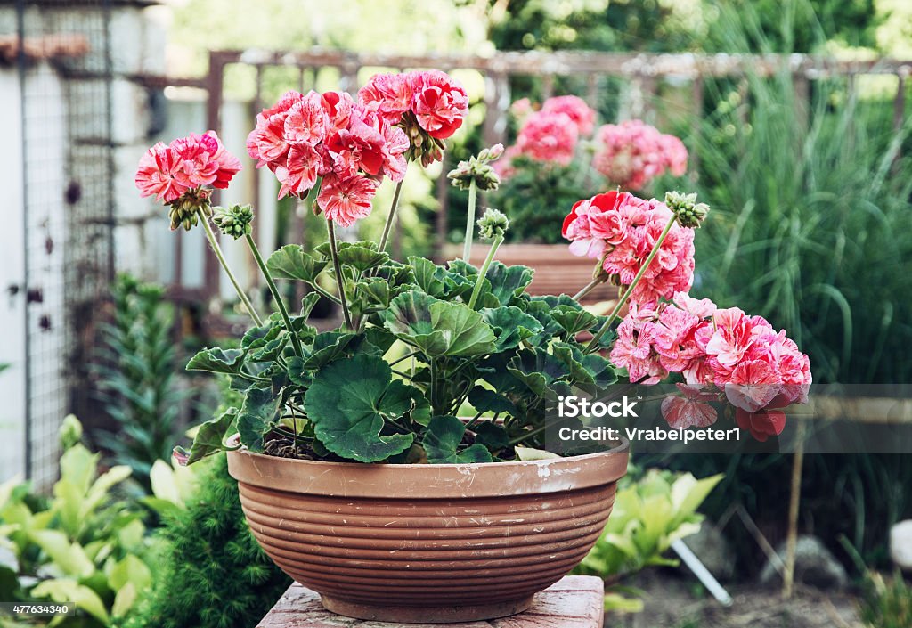 Potted Pink Pelargonium Flowers In The Garden Stock Photo - Download Image  Now - Geranium, Flower Pot, Cranesbill - iStock