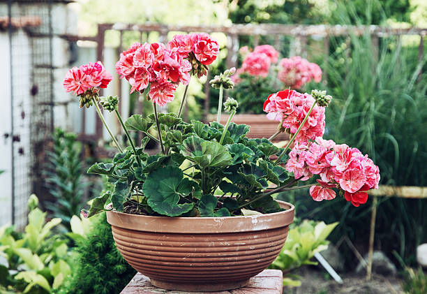 Potted pink Pelargonium flowers in the garden stock photo