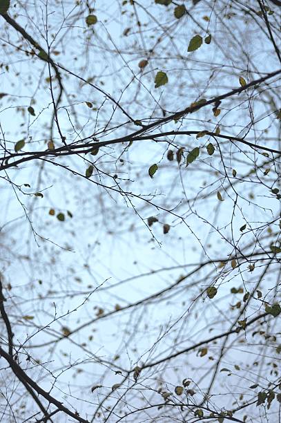 Luminescent Dusk through Web of Bare Branches stock photo