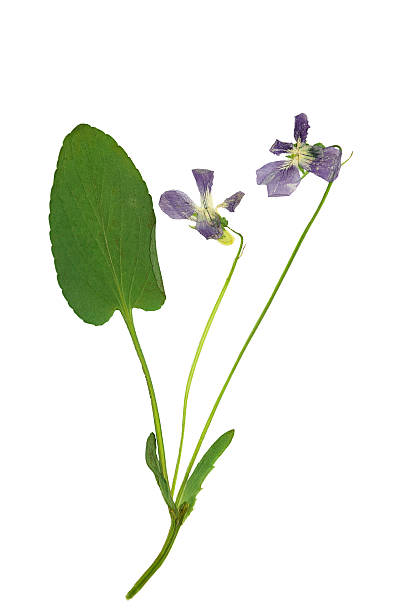 istock Pressed and Dried flower forest violet. Isolated on white background. 477635832