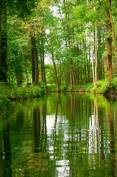 강 풍경, 녹색 숲 spreewald/독일 - ecological reserve tree reflection land feature 뉴스 사진 이미지