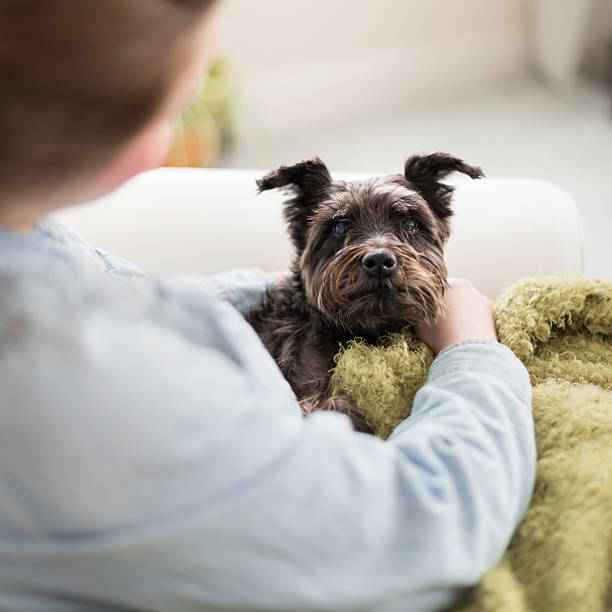 istock Black Miniature Schnauzer in a Woman's Lap 477636121