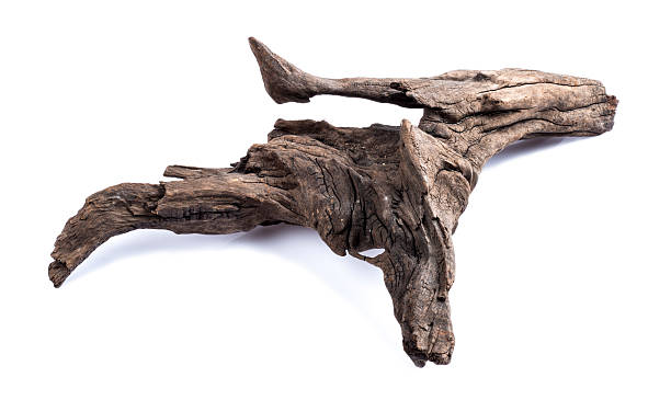 Driftwood Twisted driftwood on a white background. gnarly wood texture stock pictures, royalty-free photos & images
