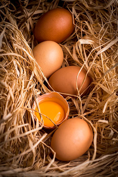 brun oeuf - protein isolated shell food photos et images de collection