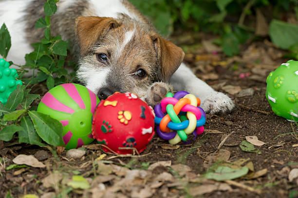 istock Puppy Toys 477637516