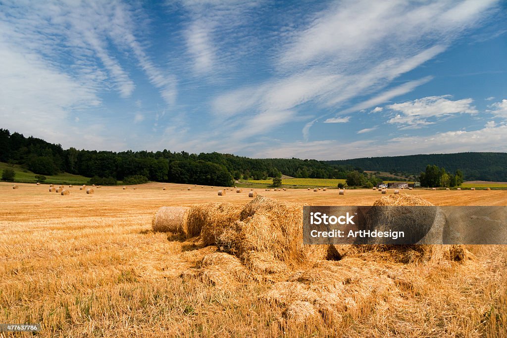 Summer Field with bale of straw Summer Field with cultivation of grain and bale of straw 2015 Stock Photo