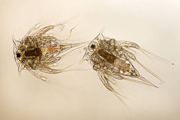 istock acorn barnacle nauplii  Balanus glandula 477639255