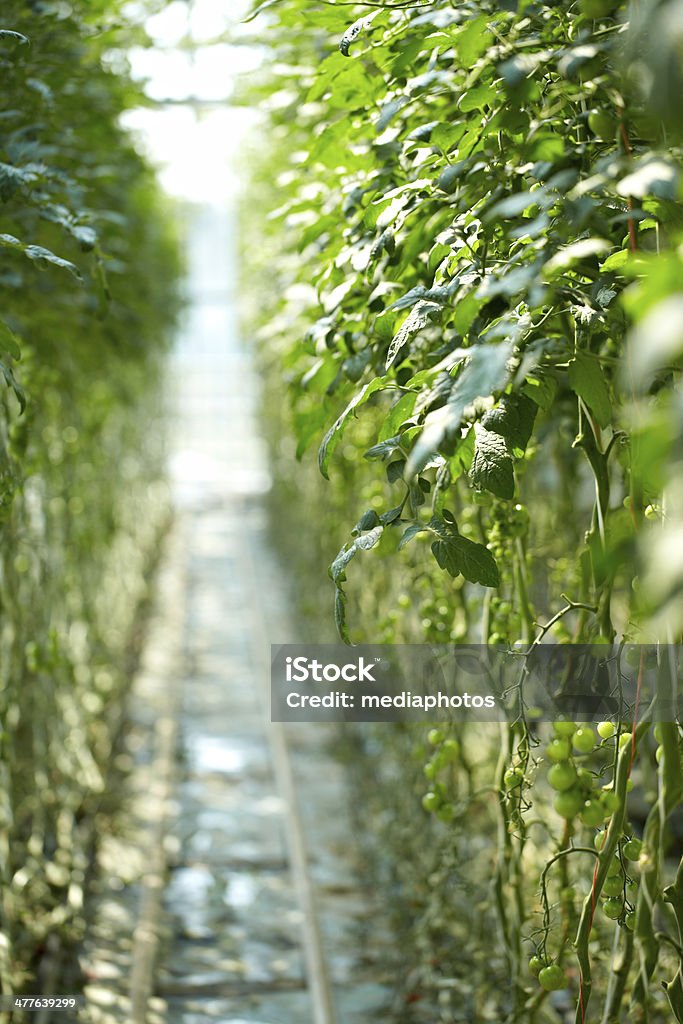 Serre production de tomate - Photo de Agriculture libre de droits