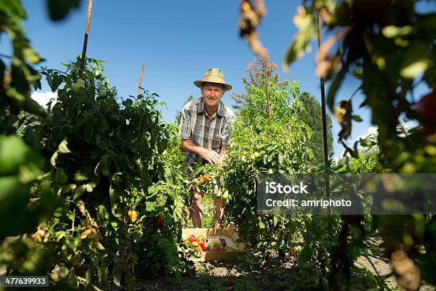 Senior Farmer Vegetable Field Stock Photo - Download Image Now - 70-79 Years, Active Seniors, Adult