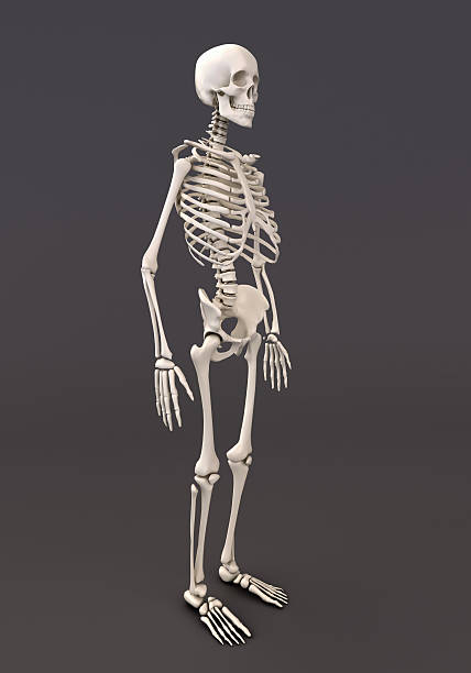 istock Skeleton of a gray background 477640771