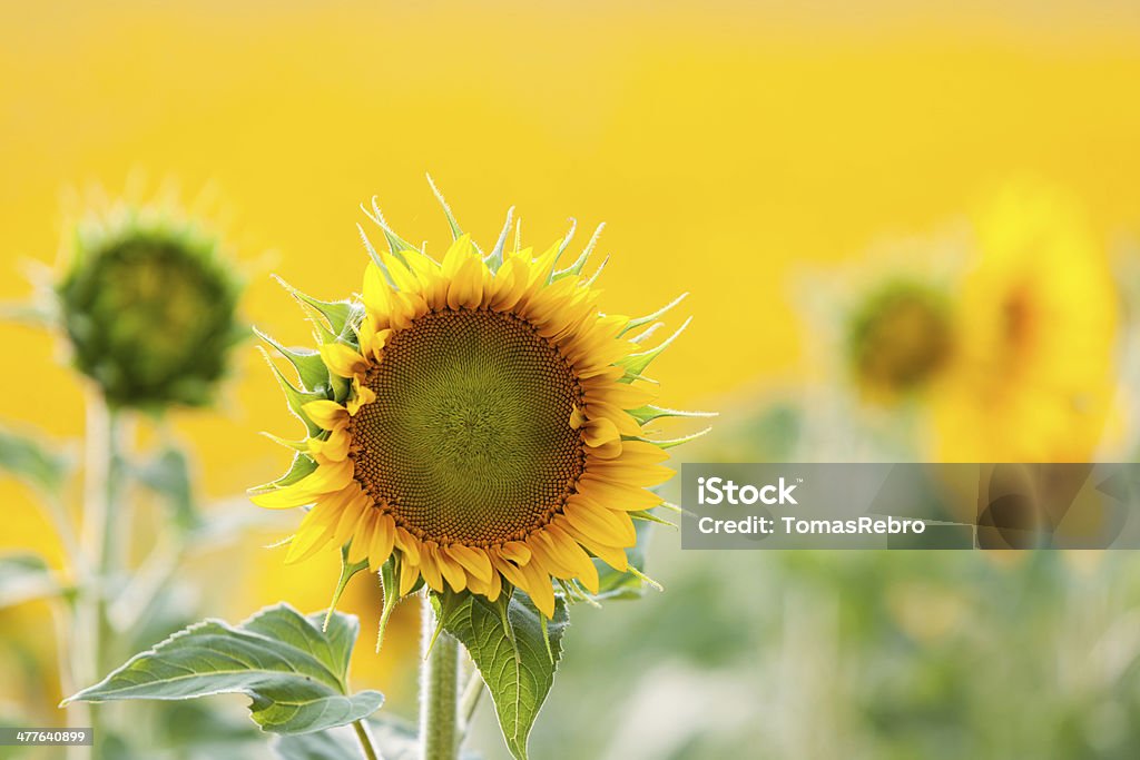 Sunflowers Bright yellow sunflower on sunny day Agricultural Field Stock Photo