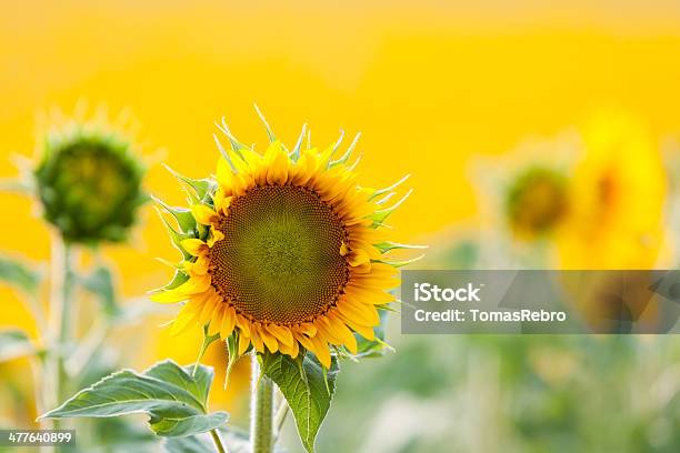 Sunflowers Stock Photo - Download Image Now - Agricultural Field, Agriculture, Beauty In Nature