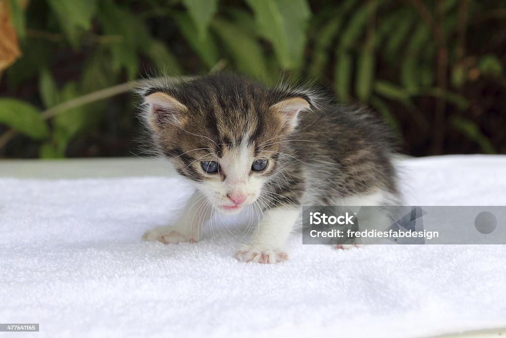Carino gattino - Foto stock royalty-free di Ambientazione esterna