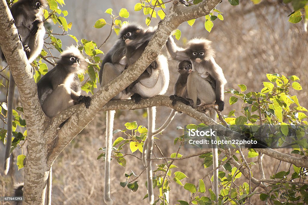 Mono familia descansando en la mañana (Presbytis oscura reid). - Foto de stock de Aire libre libre de derechos