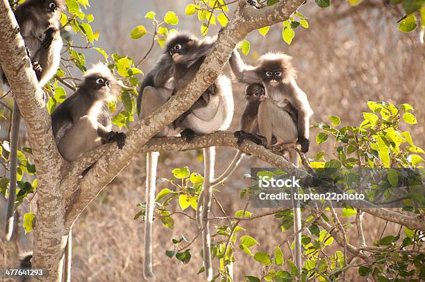 Mono Familia Descansando En La Mañana Foto de stock y más banco de imágenes de Aire libre