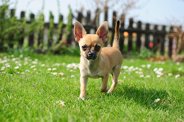 istock Chihuahua puppy 477641397
