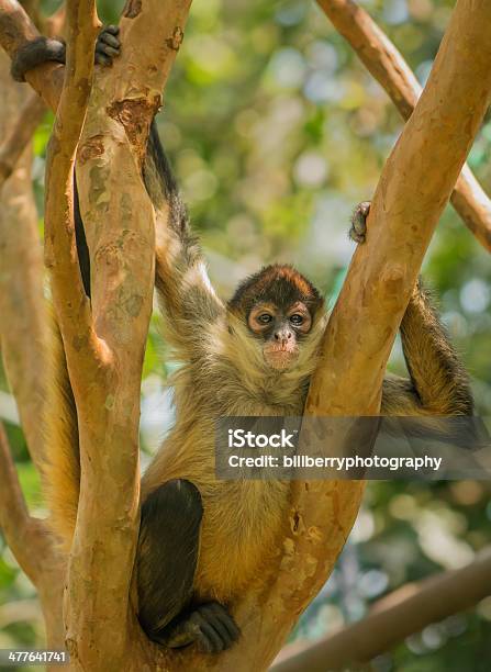 Macacoaranhanegro - Fotografias de stock e mais imagens de América Central - América Central, Animal, Animal selvagem