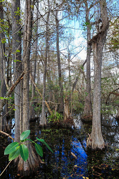 istock Cypress Trees of Everglades National Park 477641777