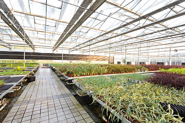 istock Rows of young plants in a greenhouse 477641807