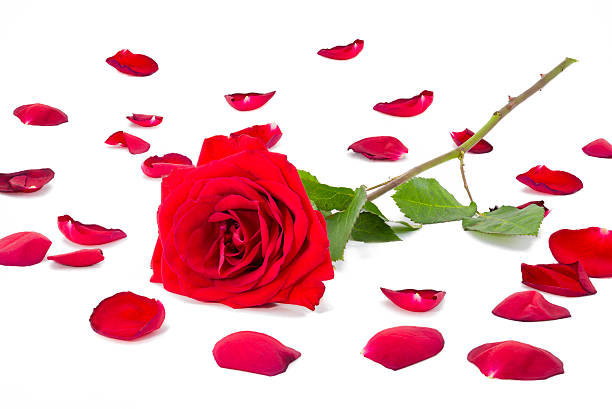 istock Collection of  petals with a red rose on top 477642053