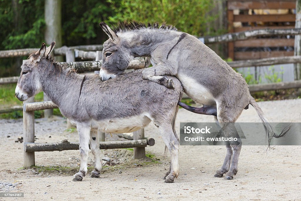 Donkey penis pics Album - Top adult videos and photos Donkey penis pics Album - Top adult videos and photos