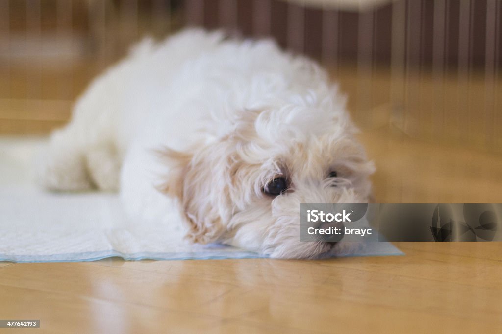 Puppy Dog Little puppy in pen. Dog Stock Photo