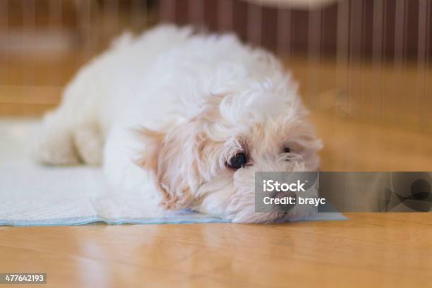 Puppy Dog Stock Photo - Download Image Now - Dog, Potty, Animal