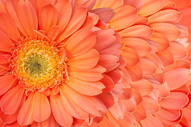 istock Beautiful daisy gerbera flowers 477642461