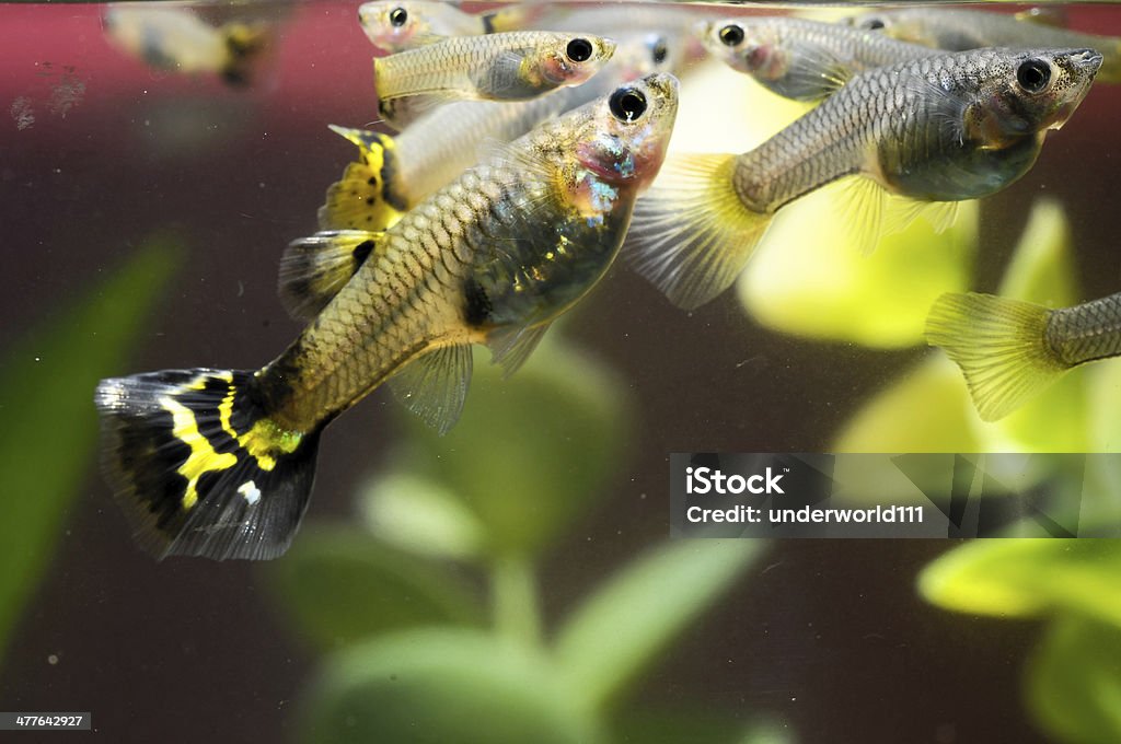 Pesce Guppy multicolore - Foto stock royalty-free di Acqua