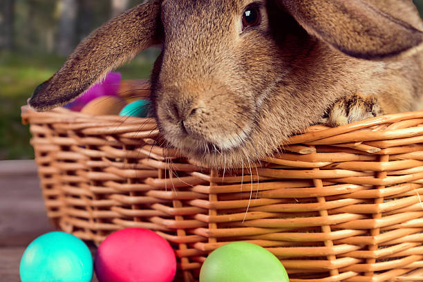 istock Brown bunny in a basket outdoor 477643073