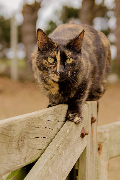 istock Cat on Farm Fence 477643237