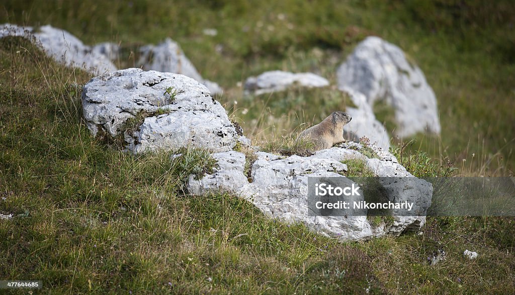 Marmot (Marmot marmot) Marmot (Marmota marmota) sittig on a rock in alpine region. Alpine Marmot Stock Photo