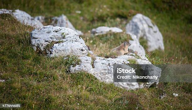 Marmot Stock Photo - Download Image Now - Alpine Marmot, Animal Wildlife, Animals In The Wild