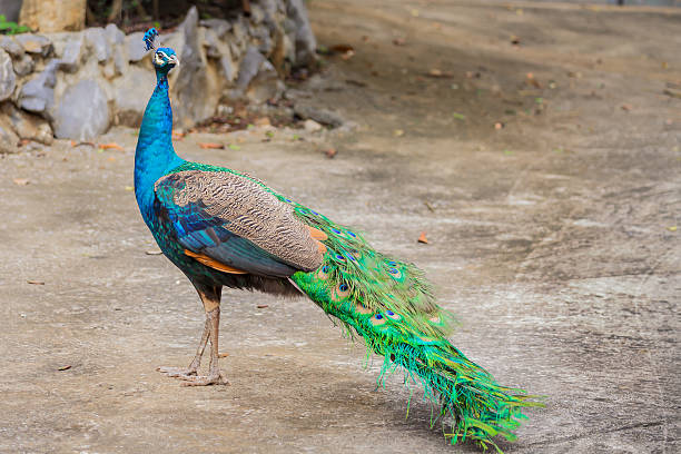 istock portrait of beautiful peacock 477645192