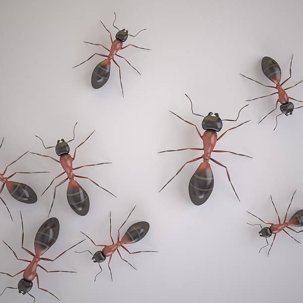 Ants Group of Ants on White Background. Swarm of Insects. Is a Pests. High Resolution 3D Render ant colony swarm of insects pest stock pictures, royalty-free photos & images