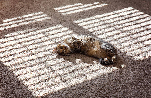 Brown and white cat lit by the sunbeams sleeping on an ancient carpet