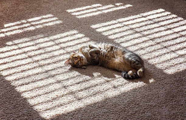 Cat Lazing in the Sunshine stock photo