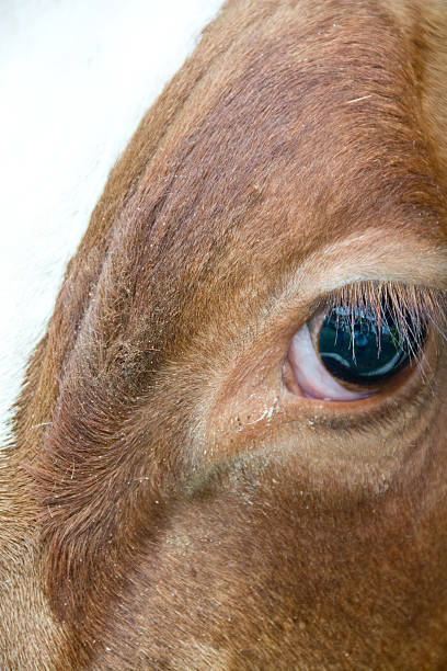 istock Close up of ox eye 477645585