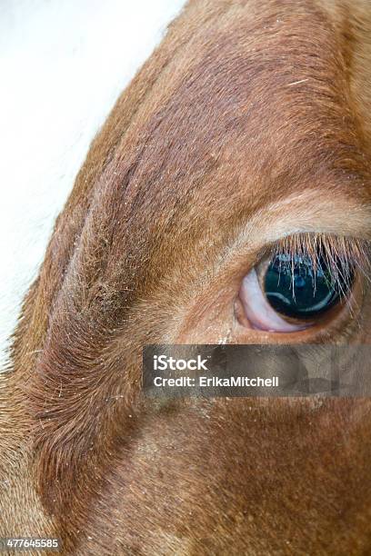 Plano Aproximado Dos Olhos De Bois - Fotografias de stock e mais imagens de Agricultura - Agricultura, Animal, Animal Doméstico